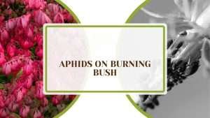 Treatment for Aphids on Burning Bush: Problems and Solutions - Plant