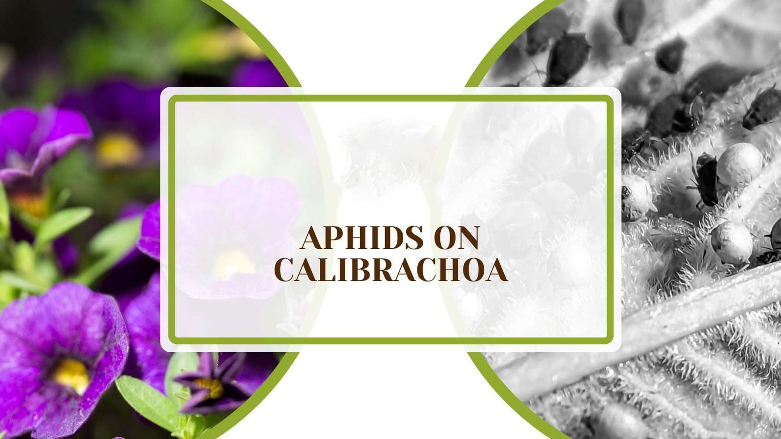 Aphids on Calibrachoa PlantAmerica Aphids on Calibrachoa: Killing Unwanted Insects Naturally