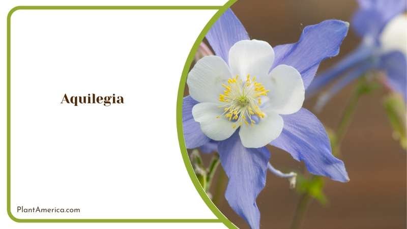 Aquilegia Relaxing And Aromatic Outdoor Space Plant America