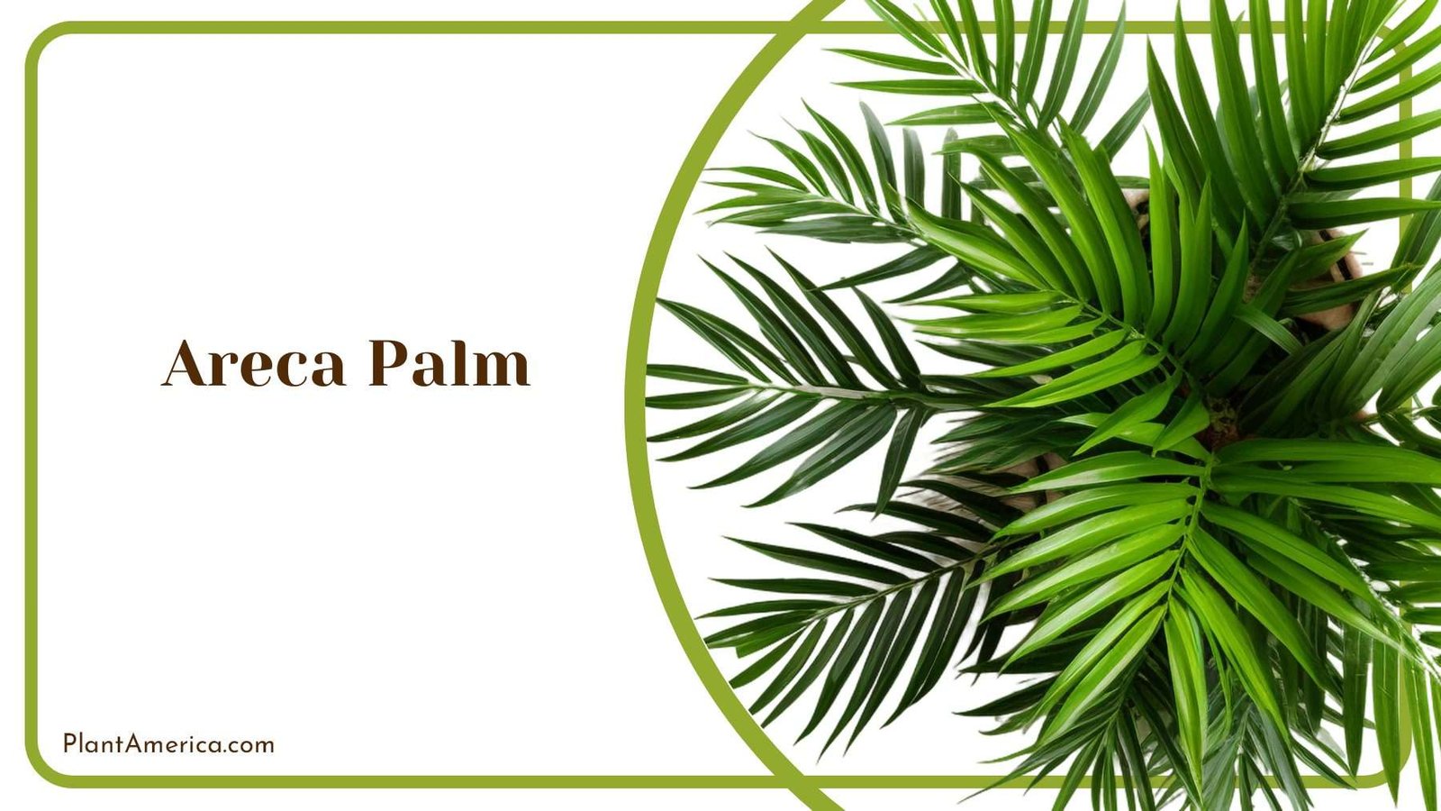 Areca Palm Indoors Plant America