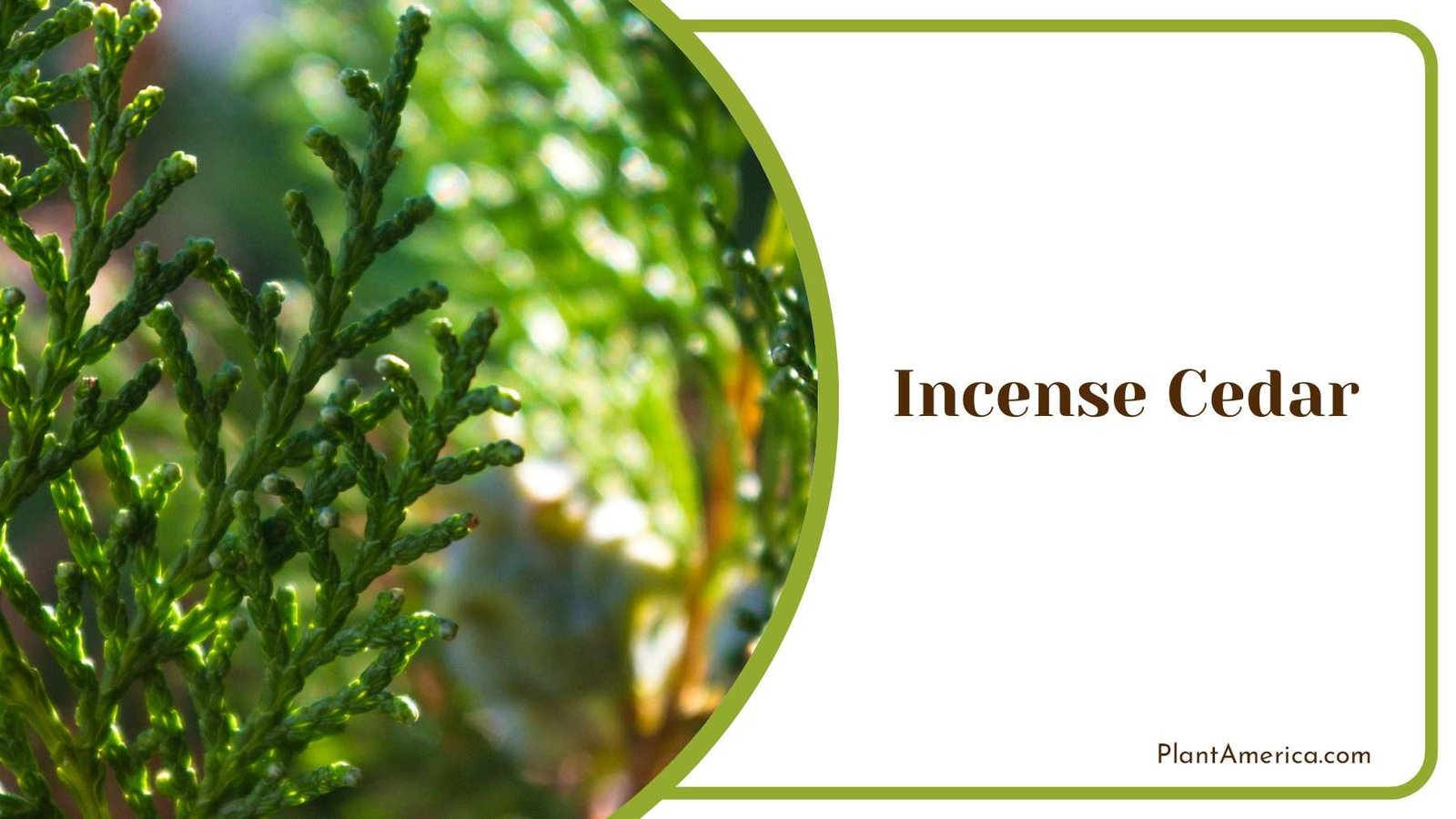 Aromatic Incense Cedar Tree PlantAmerica