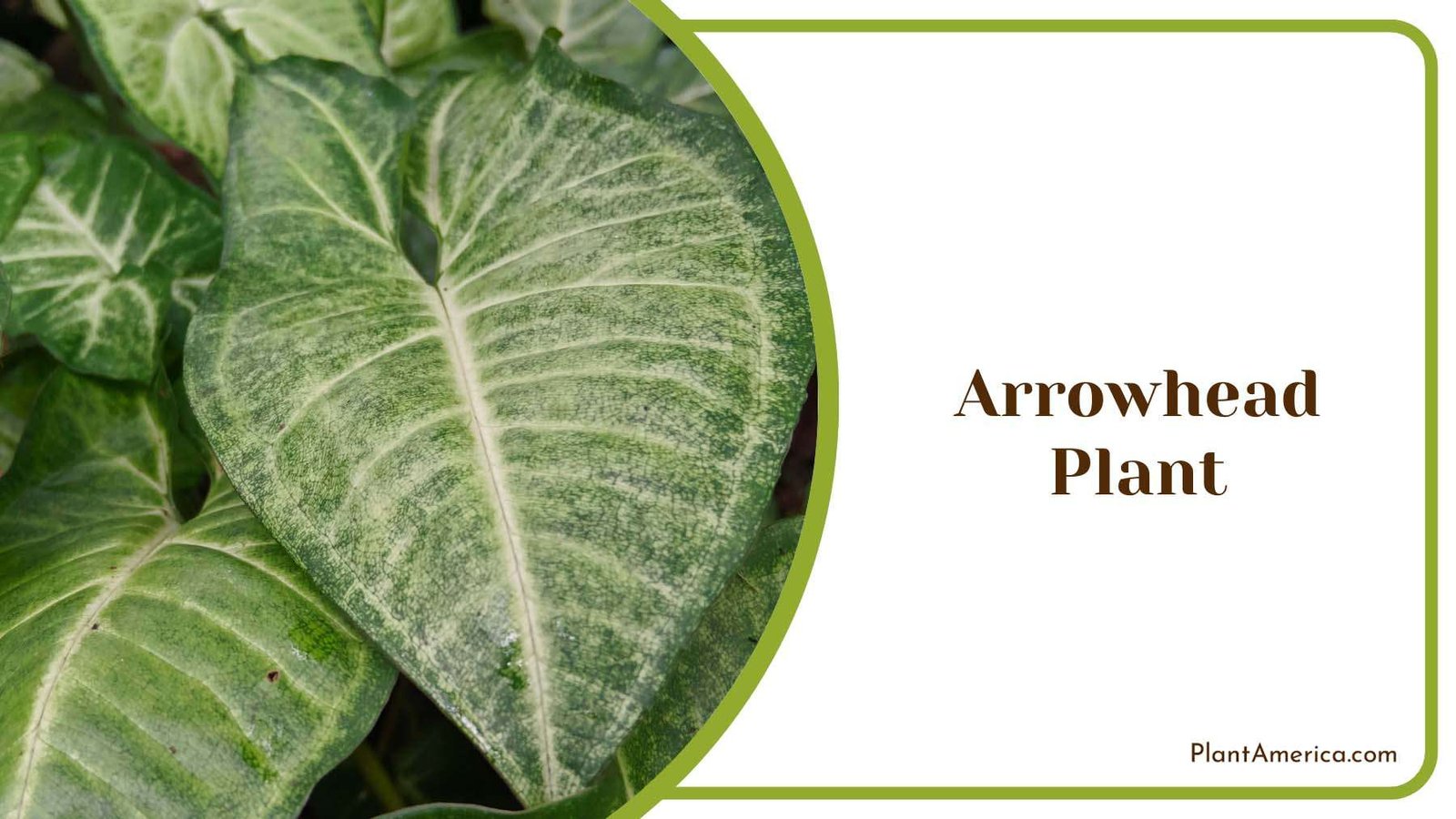 Arrowhead Plant Colourful Leaves Plant America