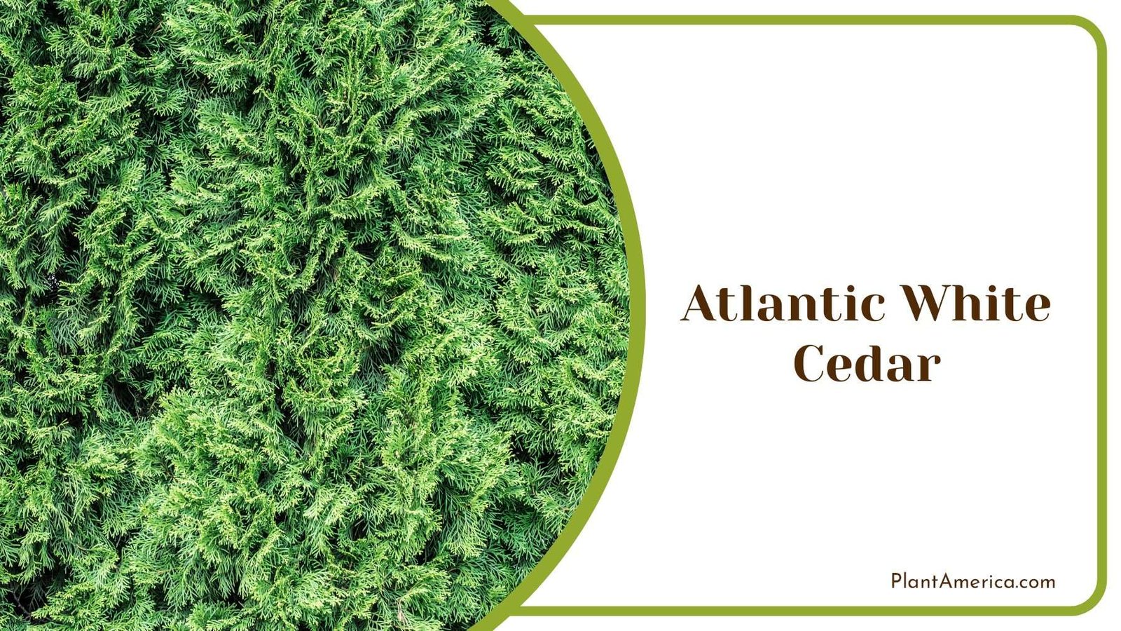 Atlantic White Cedar Tree PlantAmerica
