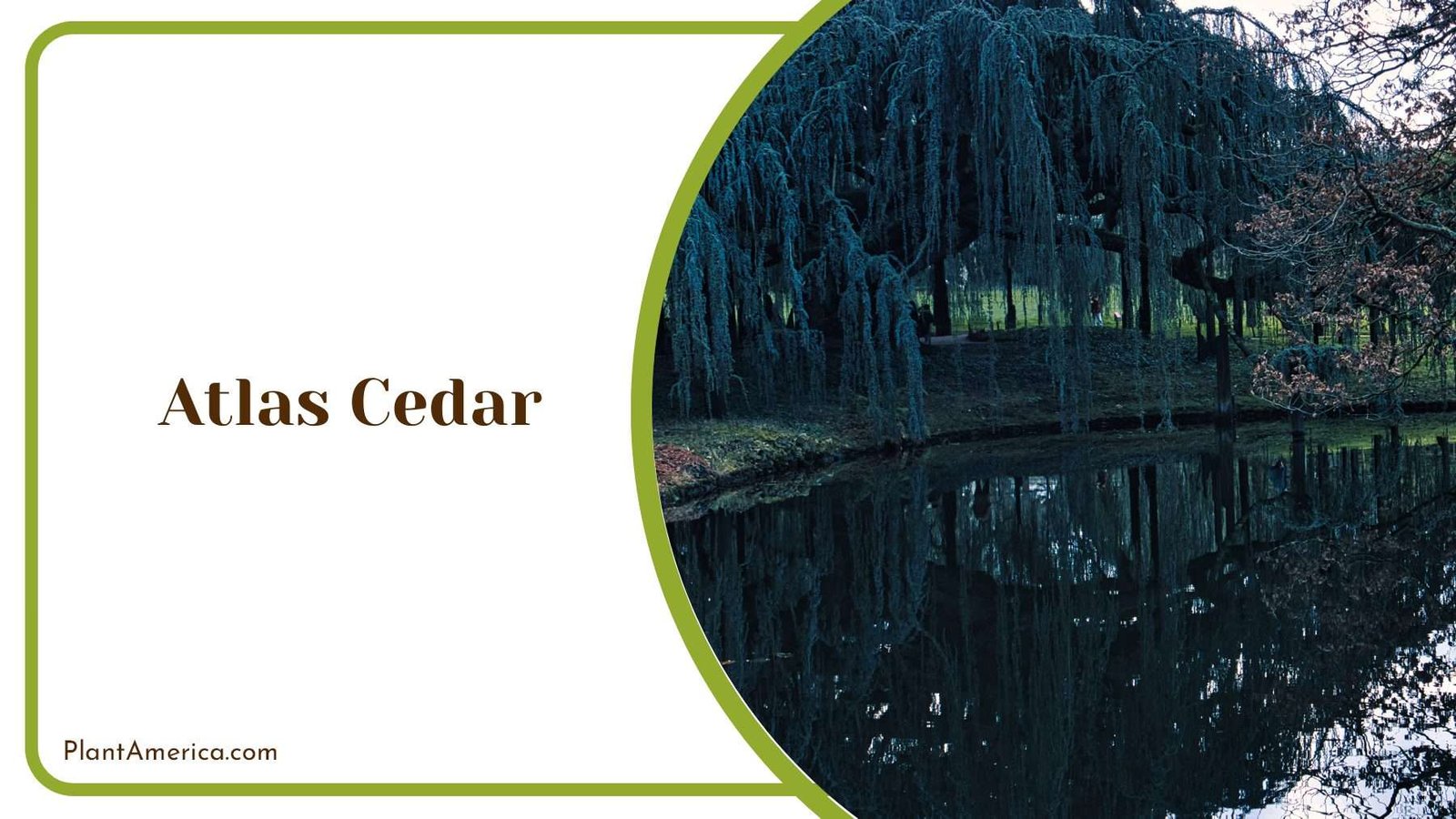 Atlas Cedar Featuring Soft Blue Green Awl Shaped Needles PlantAmerica