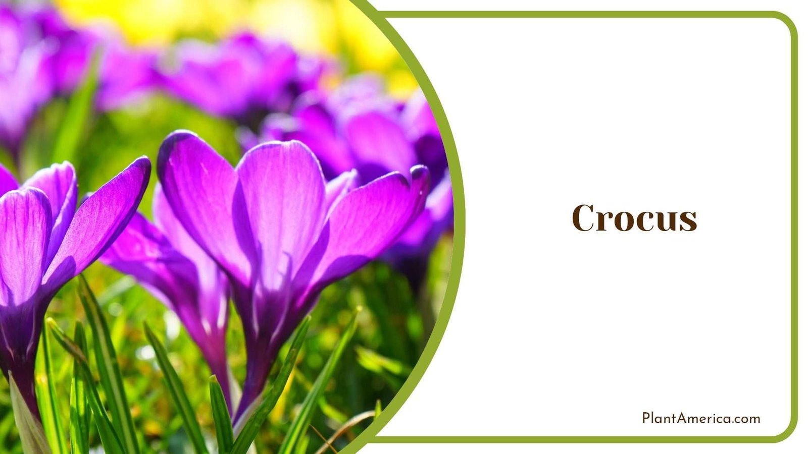 Attracting Pollinators With Crocus Blooms Plant America