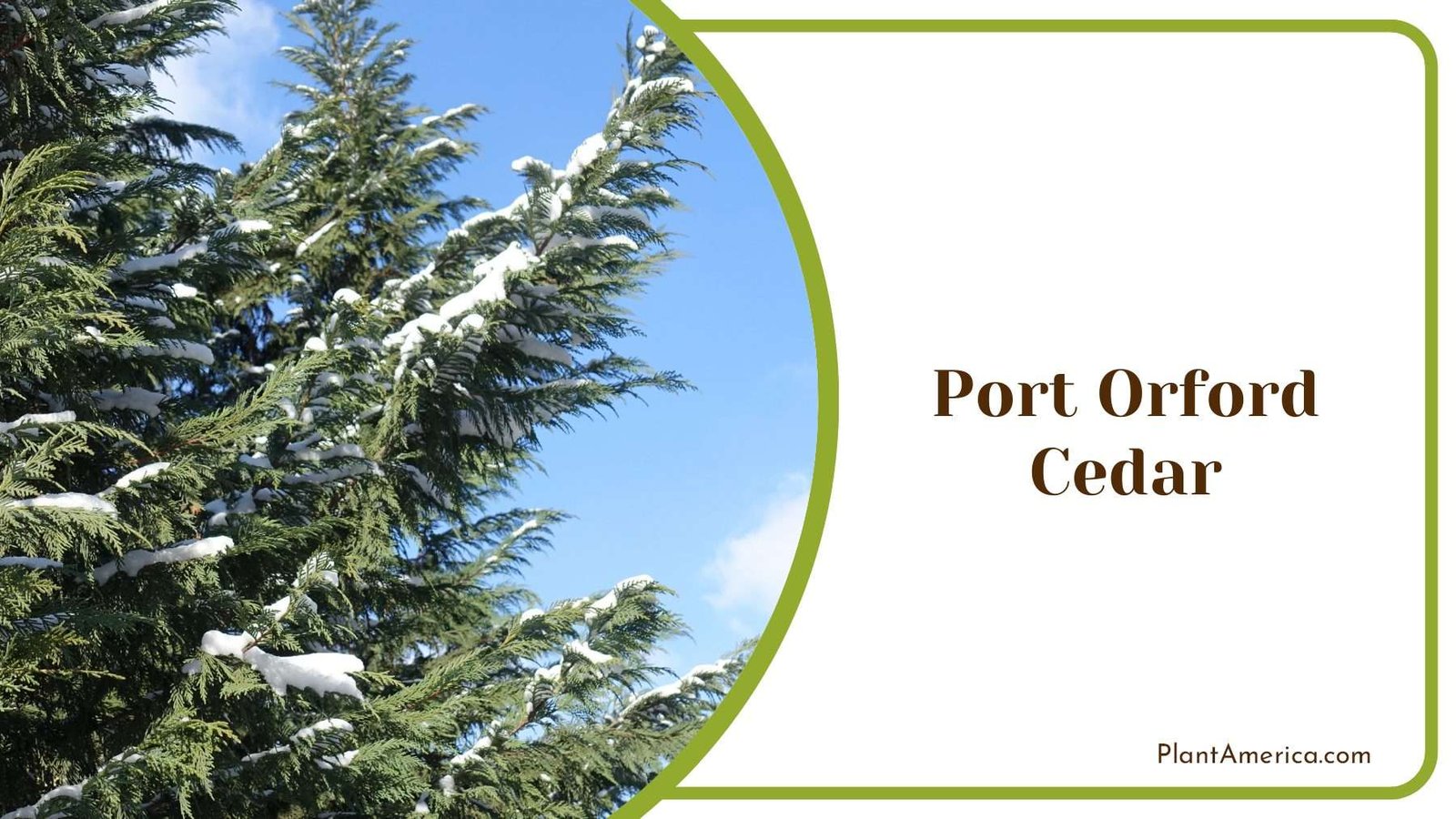 Attractive Green Foliage Of Port Orford Cedar PlantAmerica