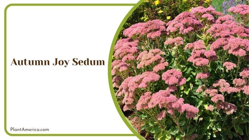 Autumn Joy Sedum In Seasonal Garden Planning Plant America Autumn Joy Sedum In Seasonal Garden Planning Plant America