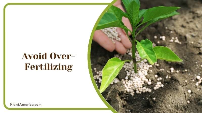 Avoiding Over Fertilizing Plant America