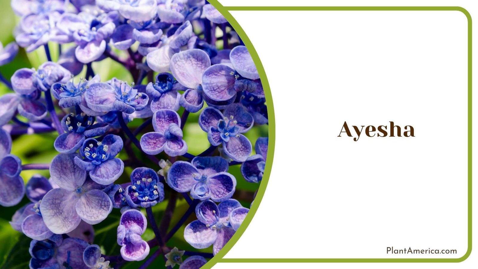 Ayesha Purple Flowers Plant America