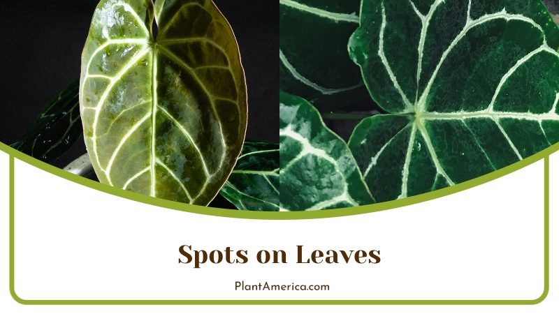 Bacterial Invasion On Anthurium Leaves ~ PlantAmerica