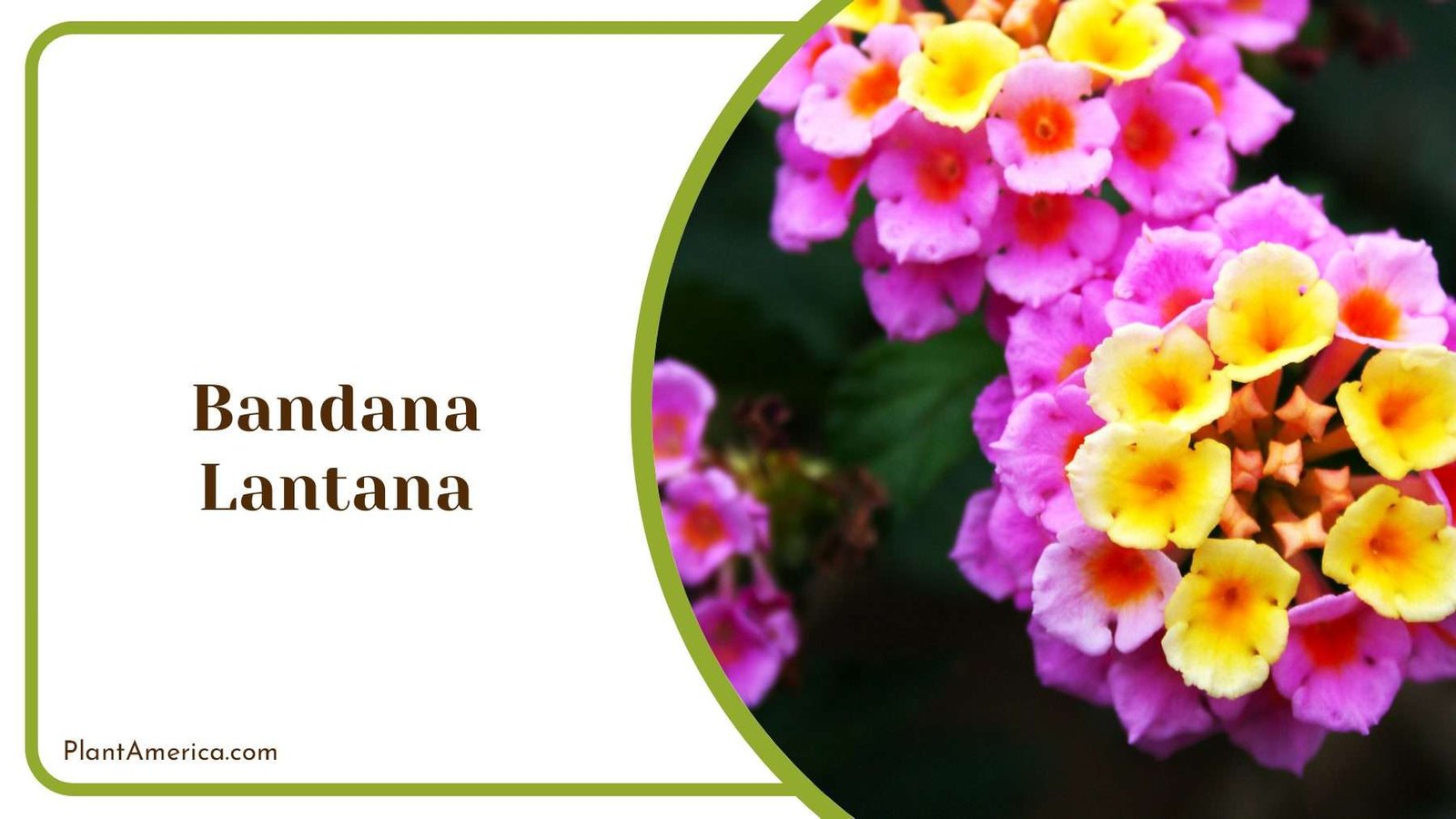 Bandana Lantana Pink With Yellow Flowers Plant America
