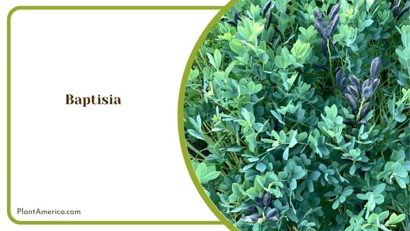 Baptisia Vibrant Flowers To Enhance Your Yard Plant America