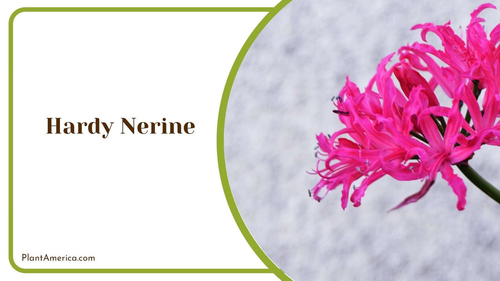 Beautiful Hardy Nerine Vibrant Blooms For Autumn Gardens Plant America