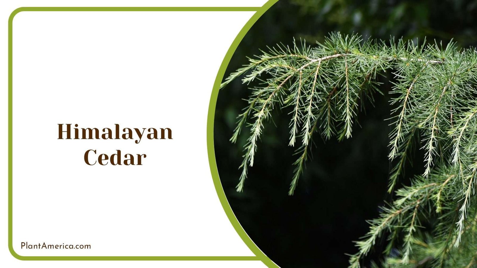 Beautiful Himalayan Cedar Tree PlantAmerica