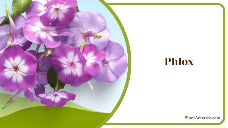 Beautiful Phlox Flowers Plant America