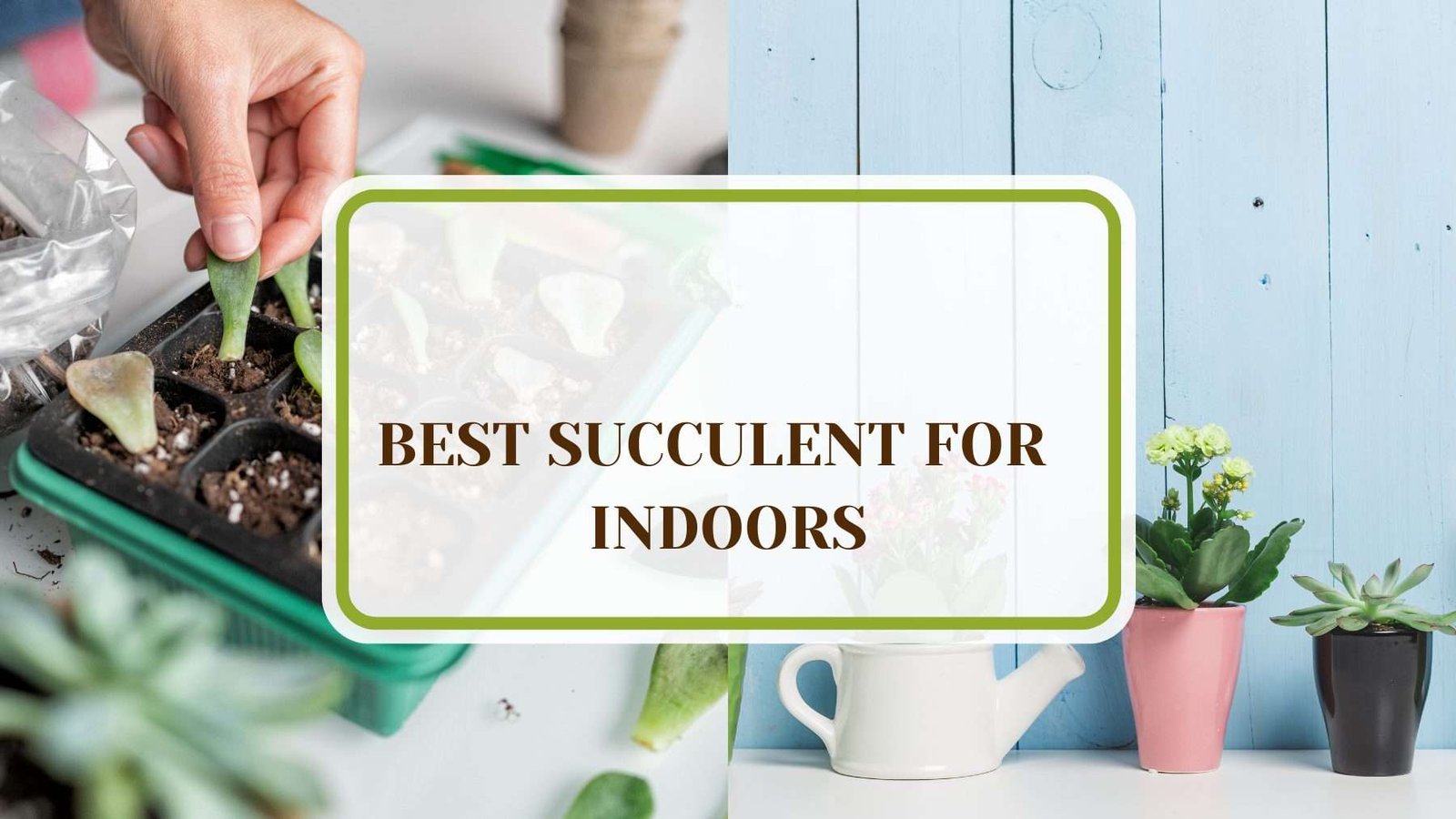 Beautiful Succulent For Indoors Plant America 14 Best Succulents for Indoors and Garden Collections