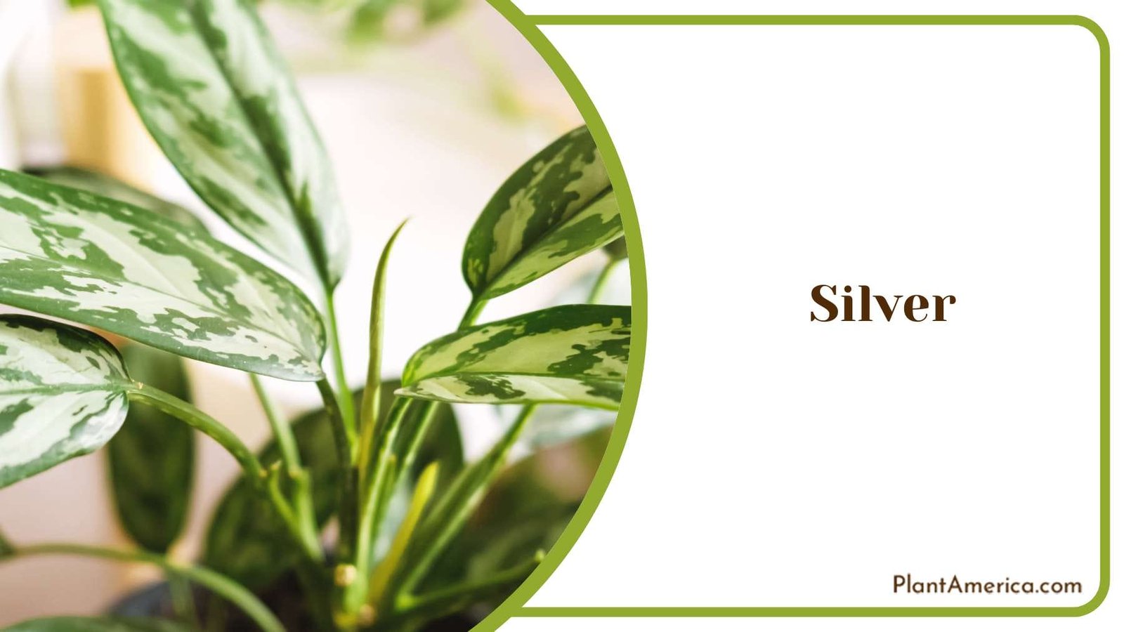 Benefits Of Silver Aglaonema PlantAmerica