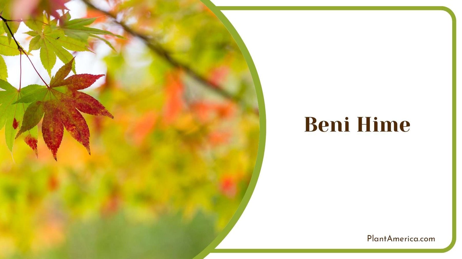 Beni Hime Leaves PlantAmerica