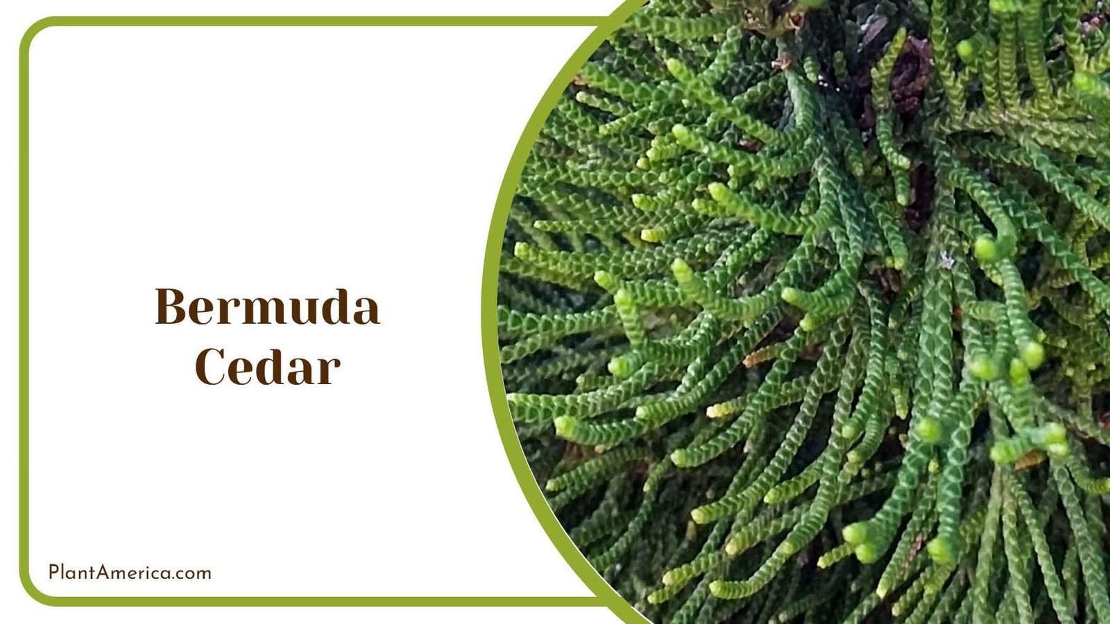 Bermuda Cedar With Green Scale Like Foliage PlantAmerica