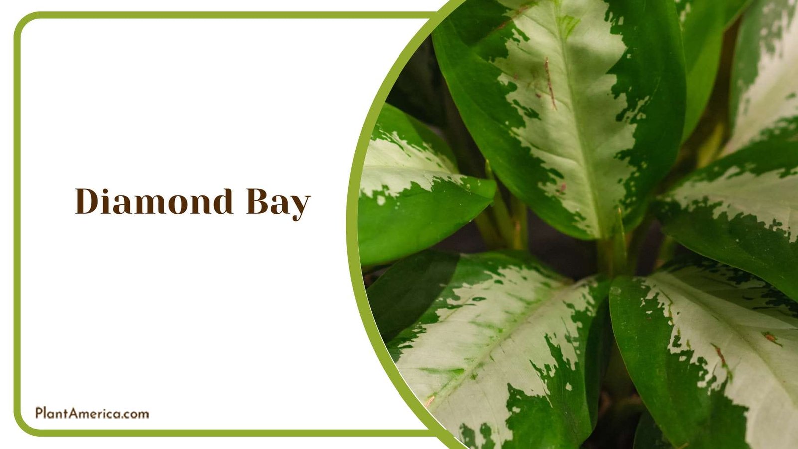 Best Attractions In Diamond Bay PlantAmerica