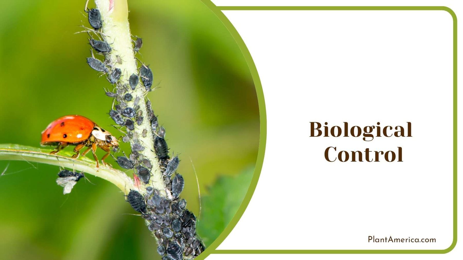 Biological Pest Control Plant America