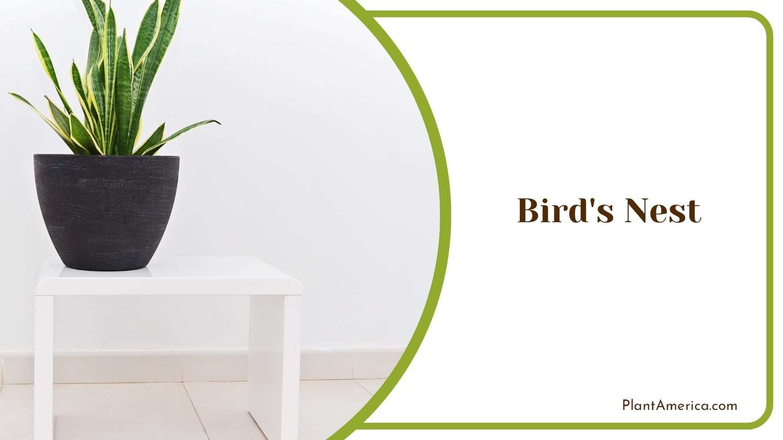 Bird s Nest Indoor Plant Plant America