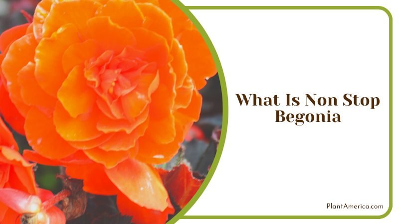 Blooming Non Stop Begonia ~ PlantAmerica