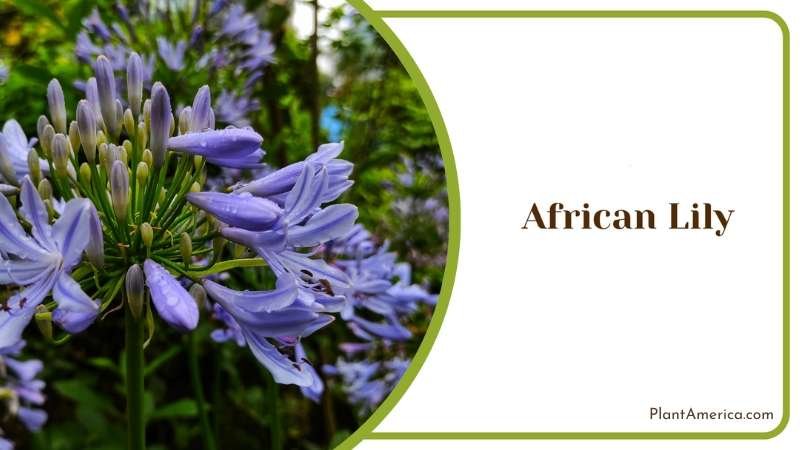 Blossoms Of Exquisiteness Nurturing African Lily For Garden Bliss Plant America