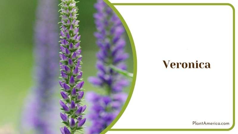Blossoms Of Serenity Nurturing Veronica Flowers Plant America