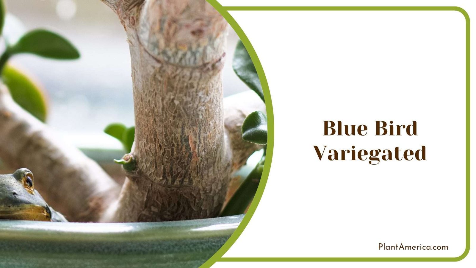 Blue Bird Variegated Jade Plant Plant America