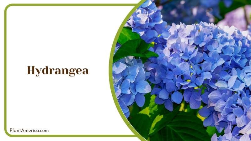Blue Hydrangea Plant America