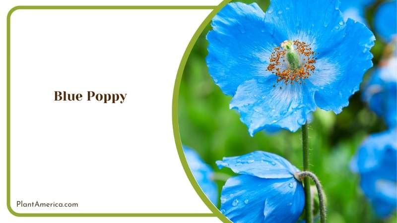 Blue Poppy Plant Adding Natural Beauty To Outdoor Space Plant America