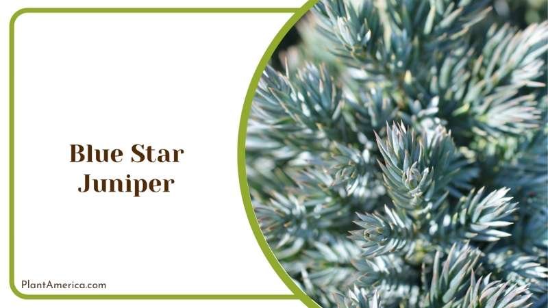 Blue Star Juniper Plant America