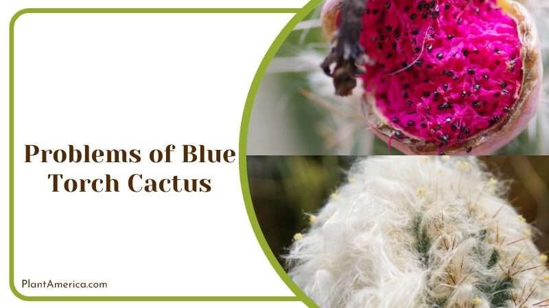 Blue Torch Cactus Problems Plant America