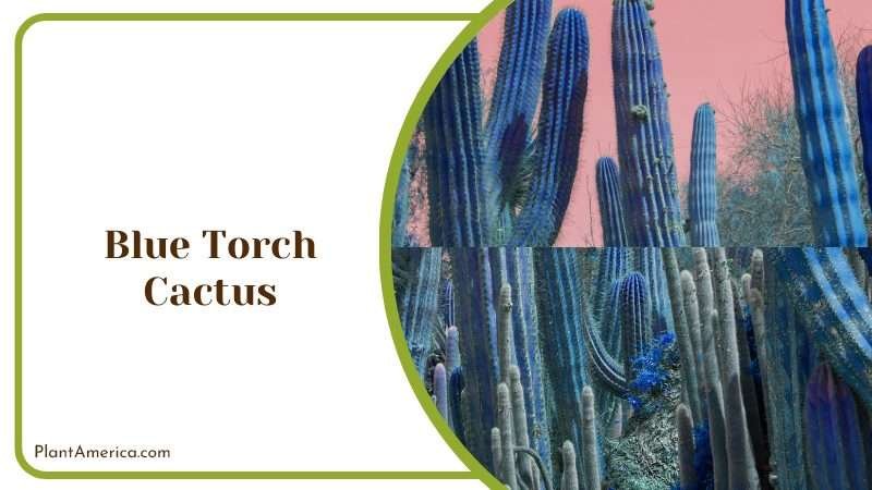 Blue Torch Cactus Tips Plant America