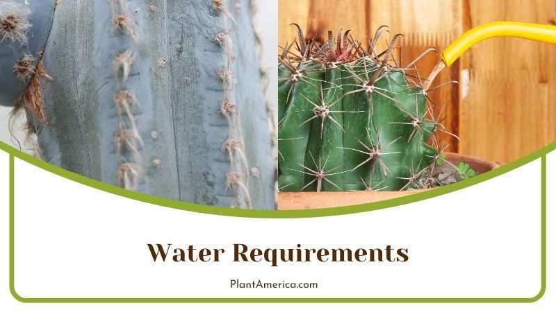 Blue Torch Cactus Water Requirements Plant America