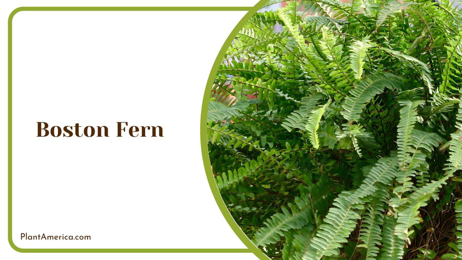 Boston Fern Plant Plant America