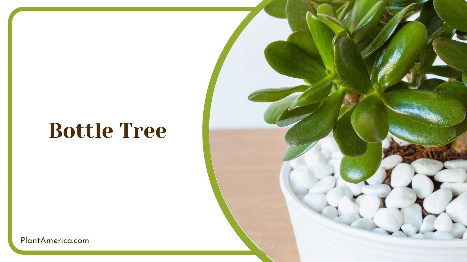 Bottle Tree Plant Plant America