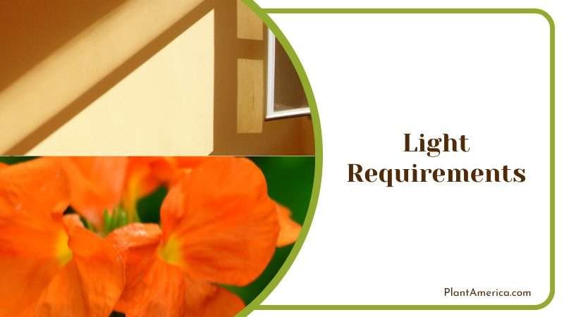 Bright Filtered Lighting for Firecracker Plant Plant America