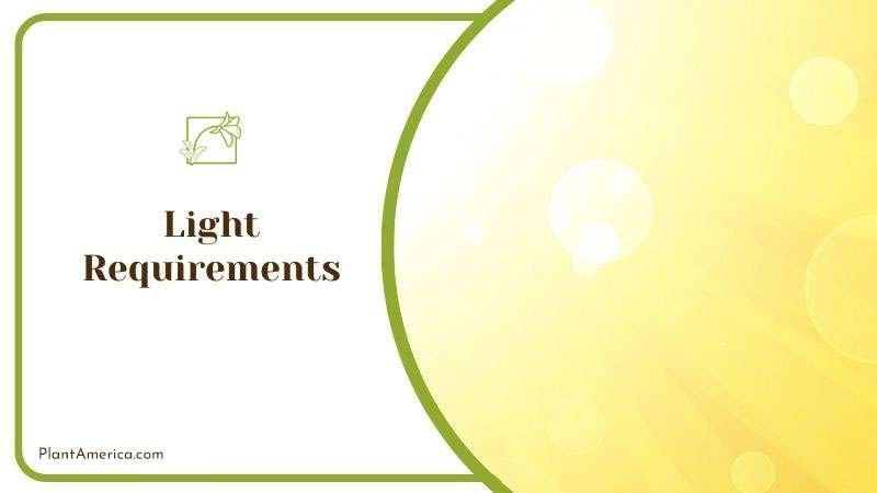 Bright and Filtered Light for Alocasia ~ PlantAmerica Bright and Filtered Light for Alocasia ~ PlantAmerica