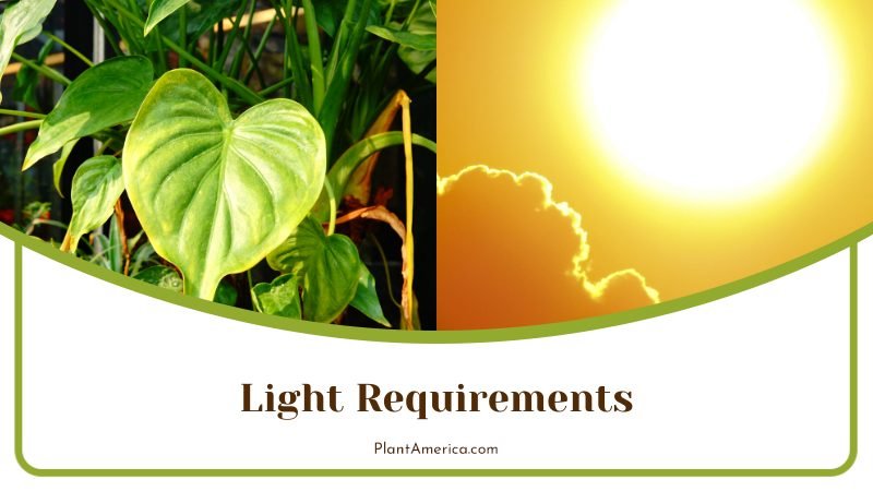 Bright but Indirect Sunlight for Alocasia ~ PlantAmerica