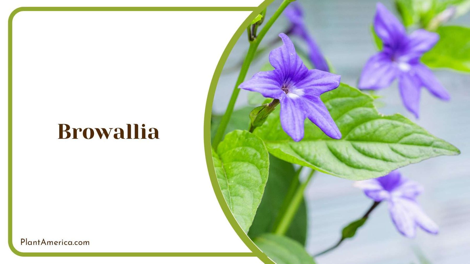 Browallia With Blue Blooms Plant America