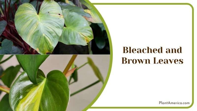 Brown Leaves of Philodendron Atabapoense Plant America 1