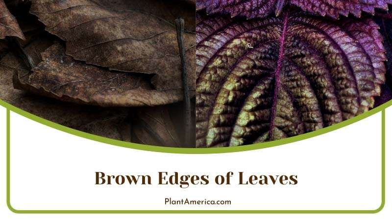 Brown Leaves of Purple Passion Plant Plant America Brown Leaves of Purple Passion Plant Plant America