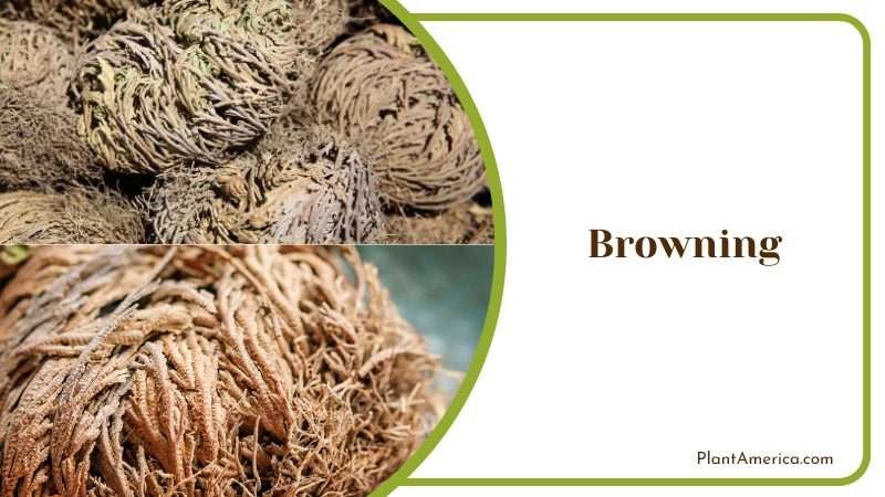 Brown Spores in the Rose of Jericho Plant America