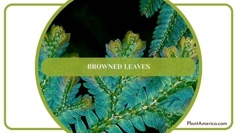Browned Leaves in Selaginella Kraussiana Plant America Browned Leaves in Selaginella Kraussiana Plant America
