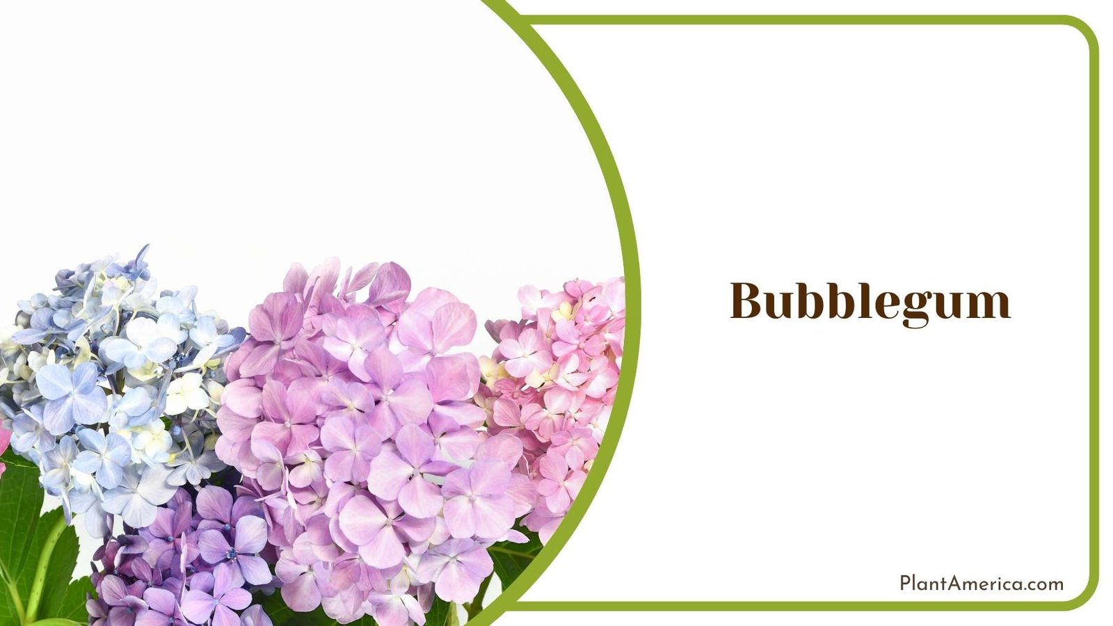 Bubblegum Tiny Flowers Plant America