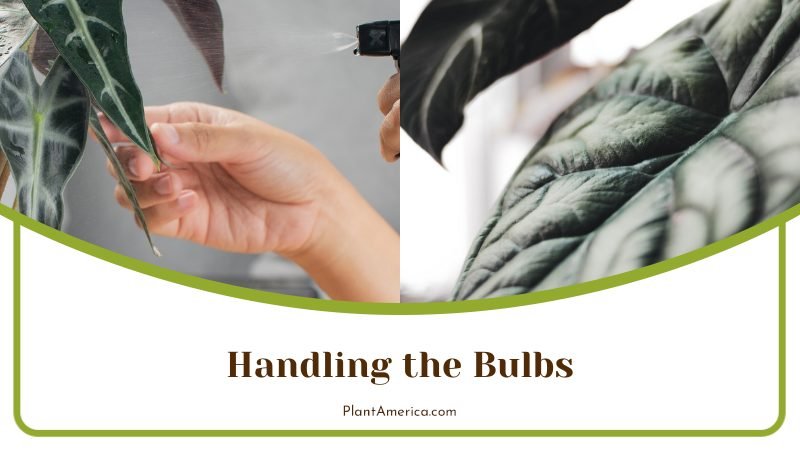 Bulbs Should Never Sit in Water ~ PlantAmerica