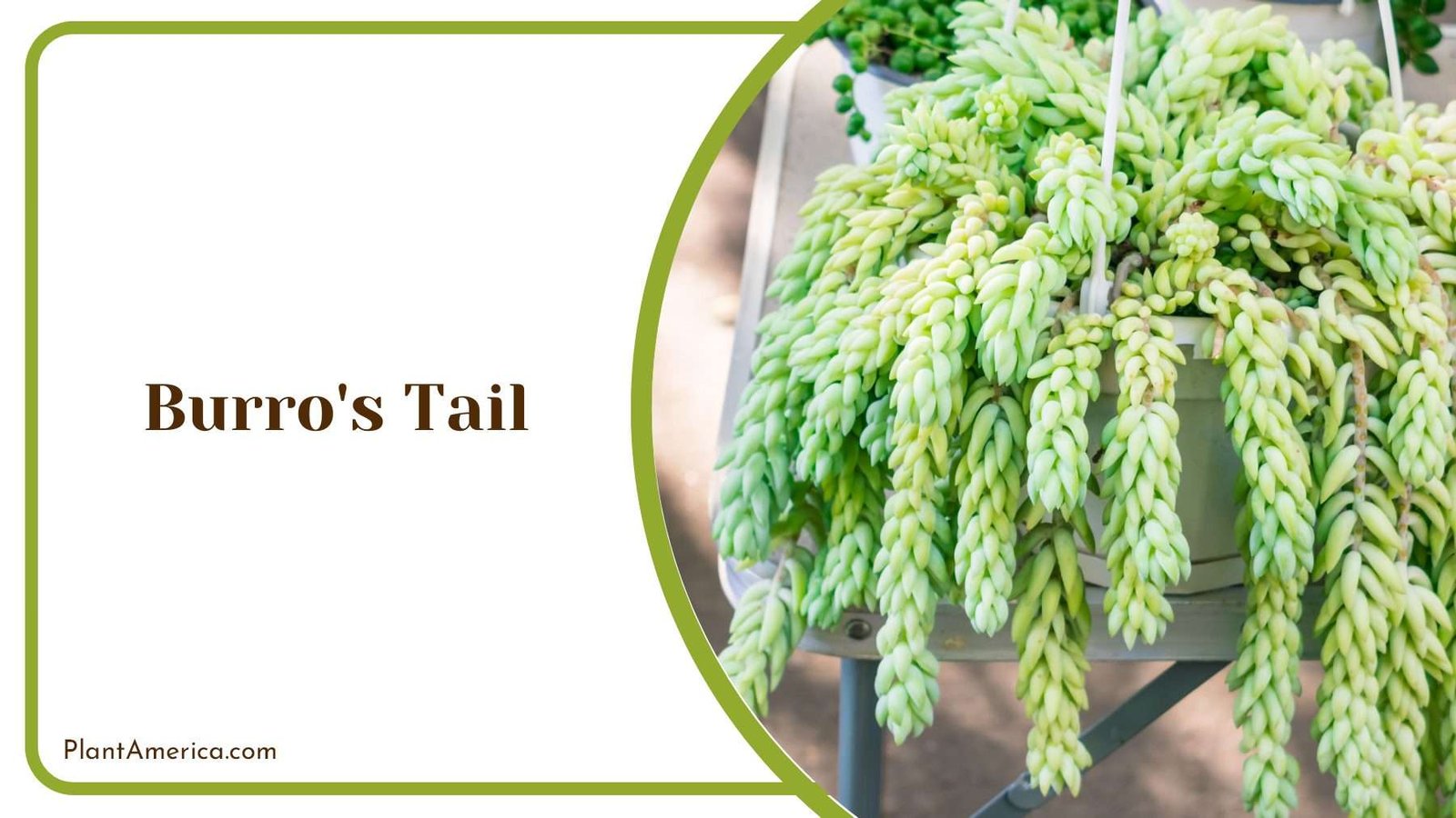 Burro s Tail Hanging Plant Plant America Burro s Tail Hanging Plant Plant America