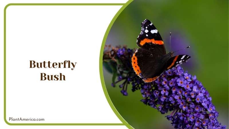 Butterfly Bush Bushes Plant America